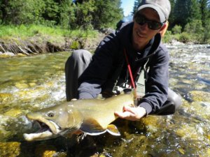 Nice Bull Trout
