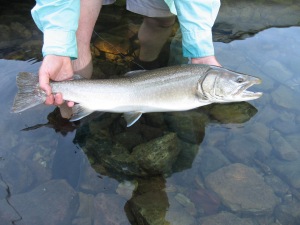 Quartz Lake Bull Trout collected for genetic testing